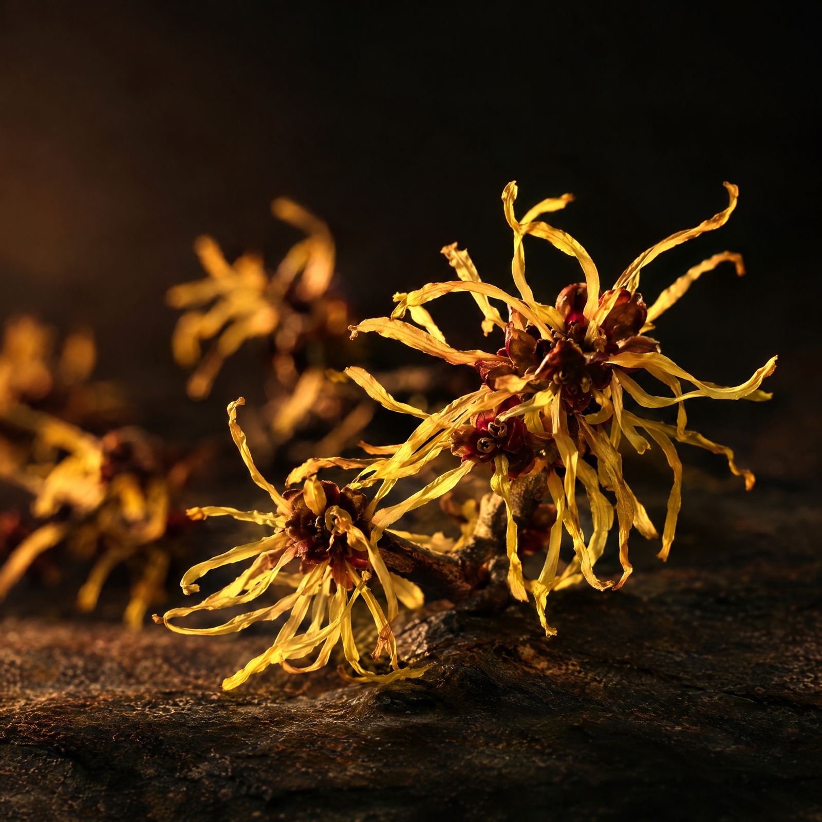 Witch hazel in bloom